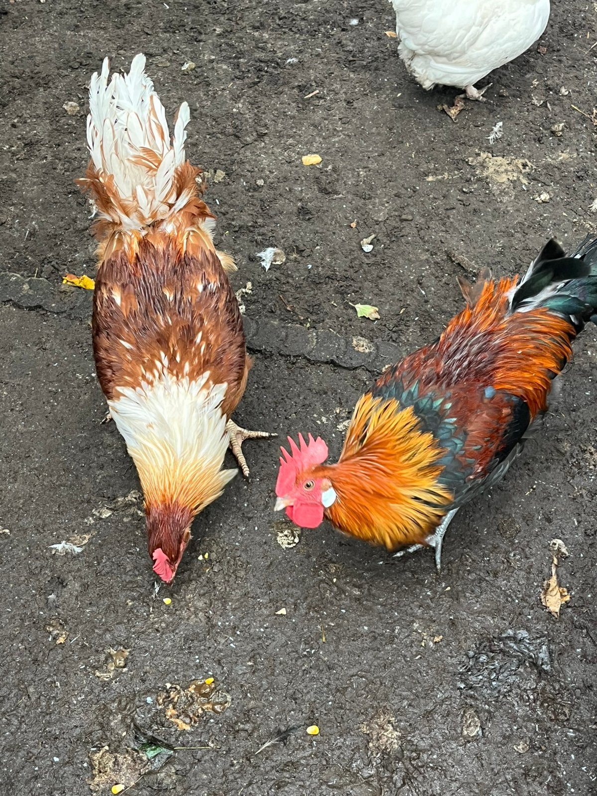 Gratis  2 jonge grote ras hanen, Dieren en Toebehoren, Mannelijk, Kip