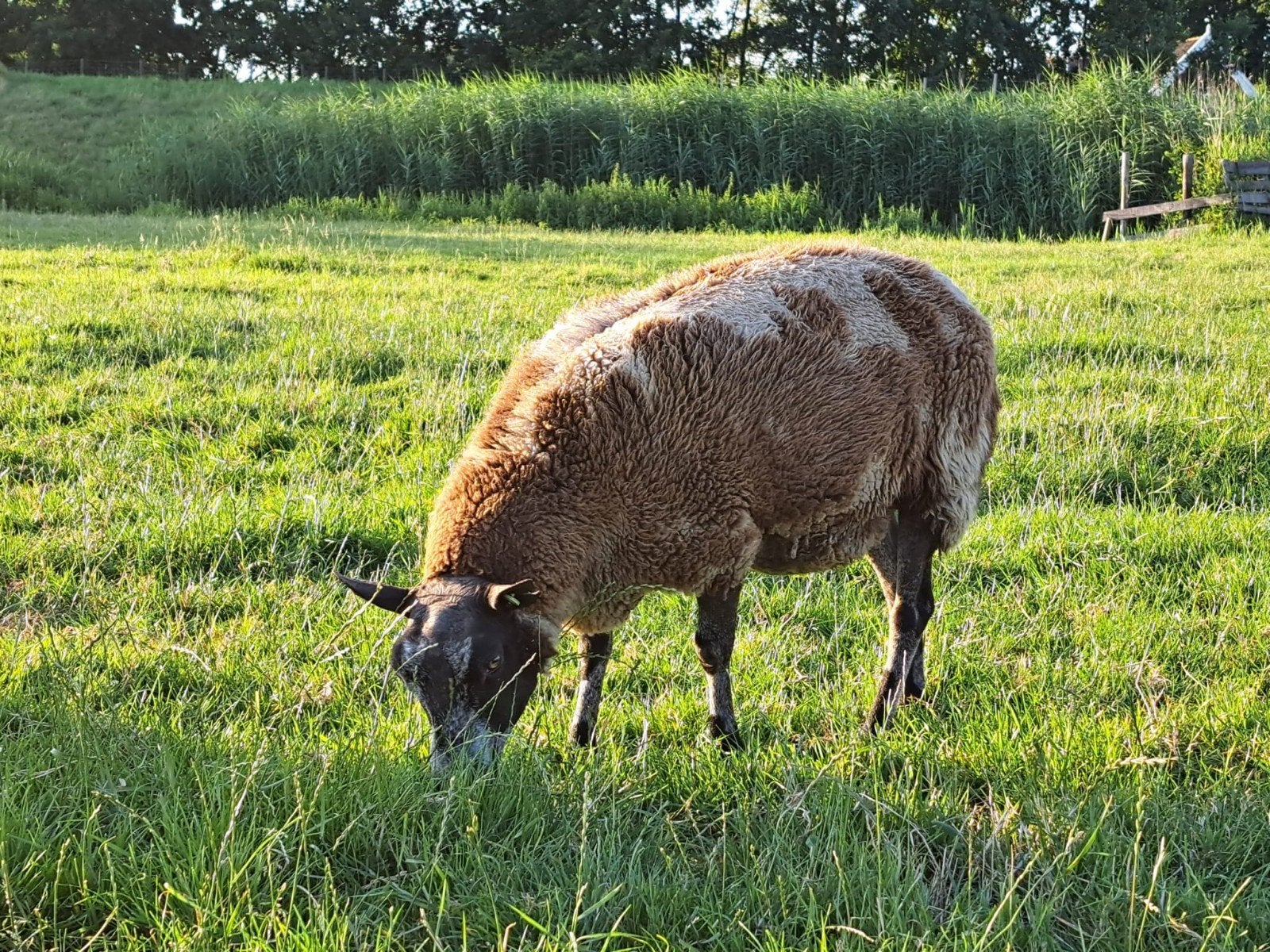 Bonte ooien, Dieren en Toebehoren, Vrouwelijk, Schaap