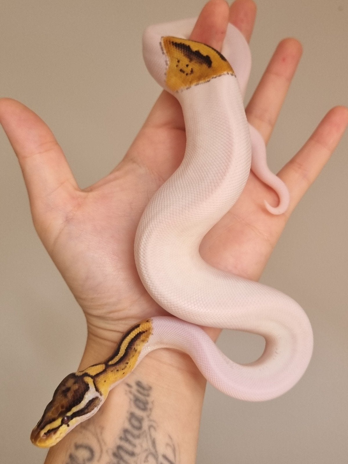 0.1 enchi special pastel piebald koningspython Ball Python - female for sale from Rocking Reptiles