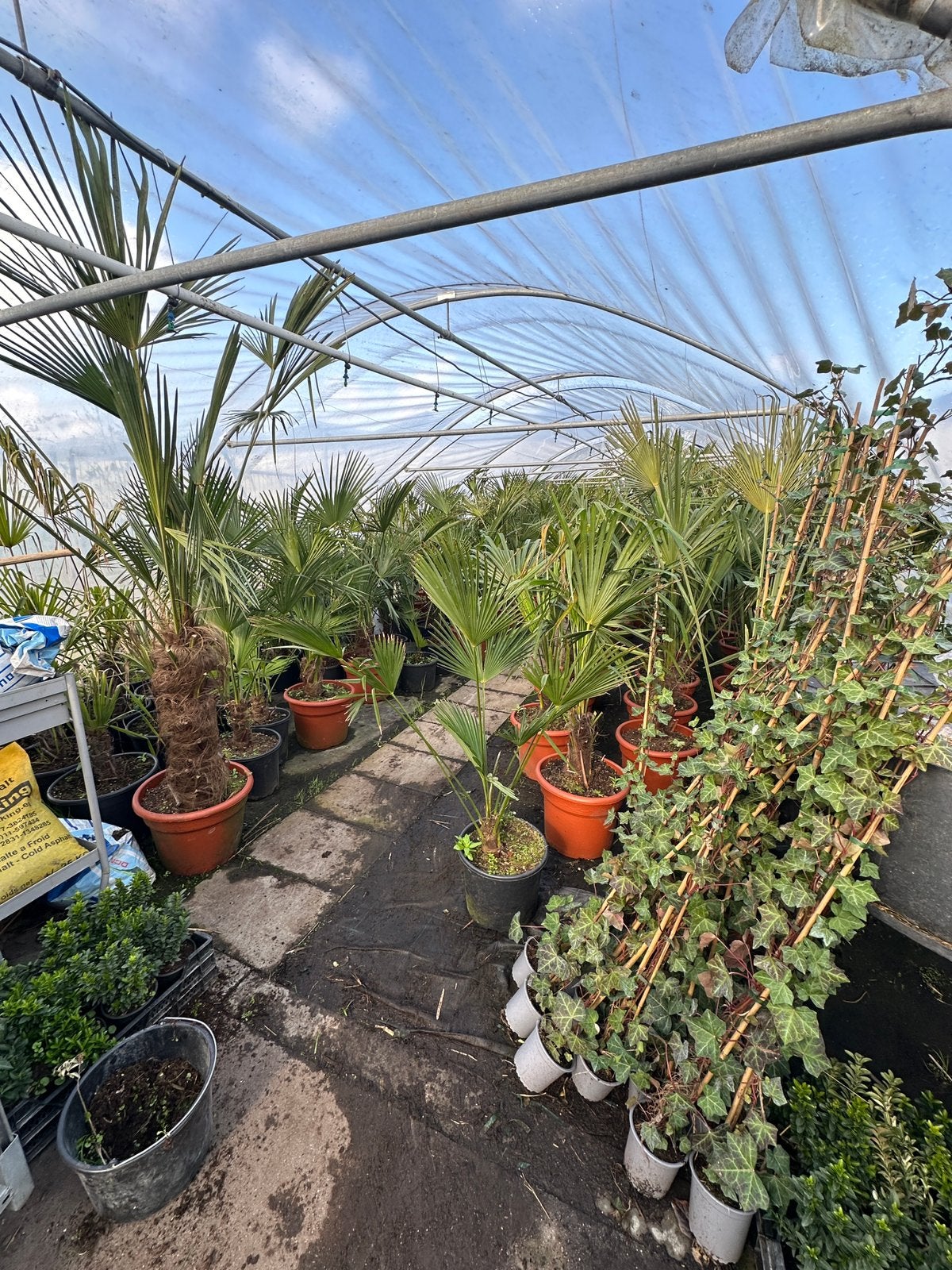 Palmboom Trachycarpus fortunei winterhard – middelmaat – €30, 100 tot 250 cm, Zomer, Palmboom, Ophalen