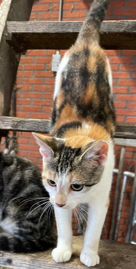 Boerderij kitten te koop, Dieren en Toebehoren, Meerdere dieren, Kortharig, 0 tot 2 jaar