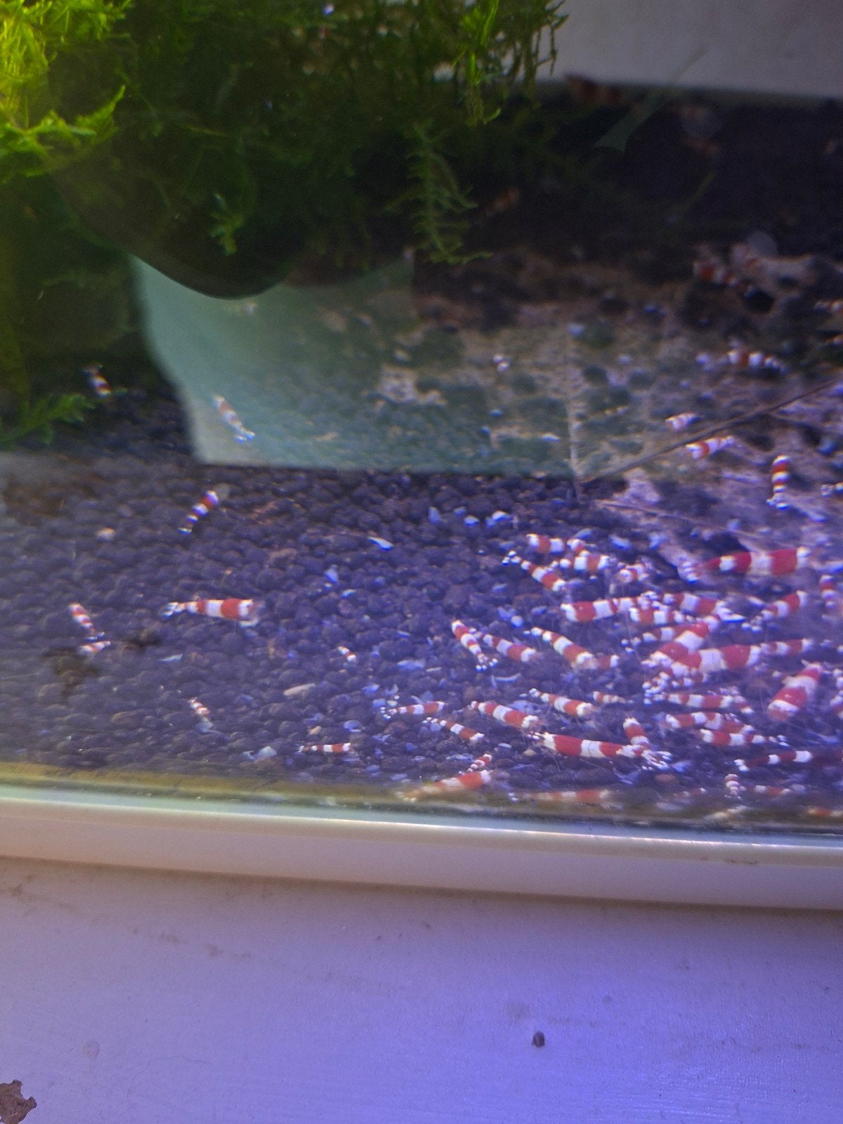 crystal red, Dieren en Toebehoren, Vissen | Aquariumvissen, Kreeft, Krab of Garnaal