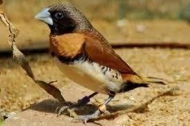 Bruinborstrietvink [Lonchura castaneothorax] MAN, Meerdere dieren