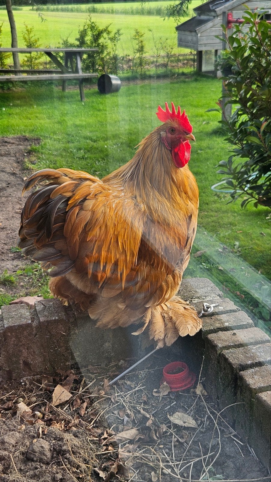 Cochin Haan, Dieren en Toebehoren, Mannelijk, Kip
