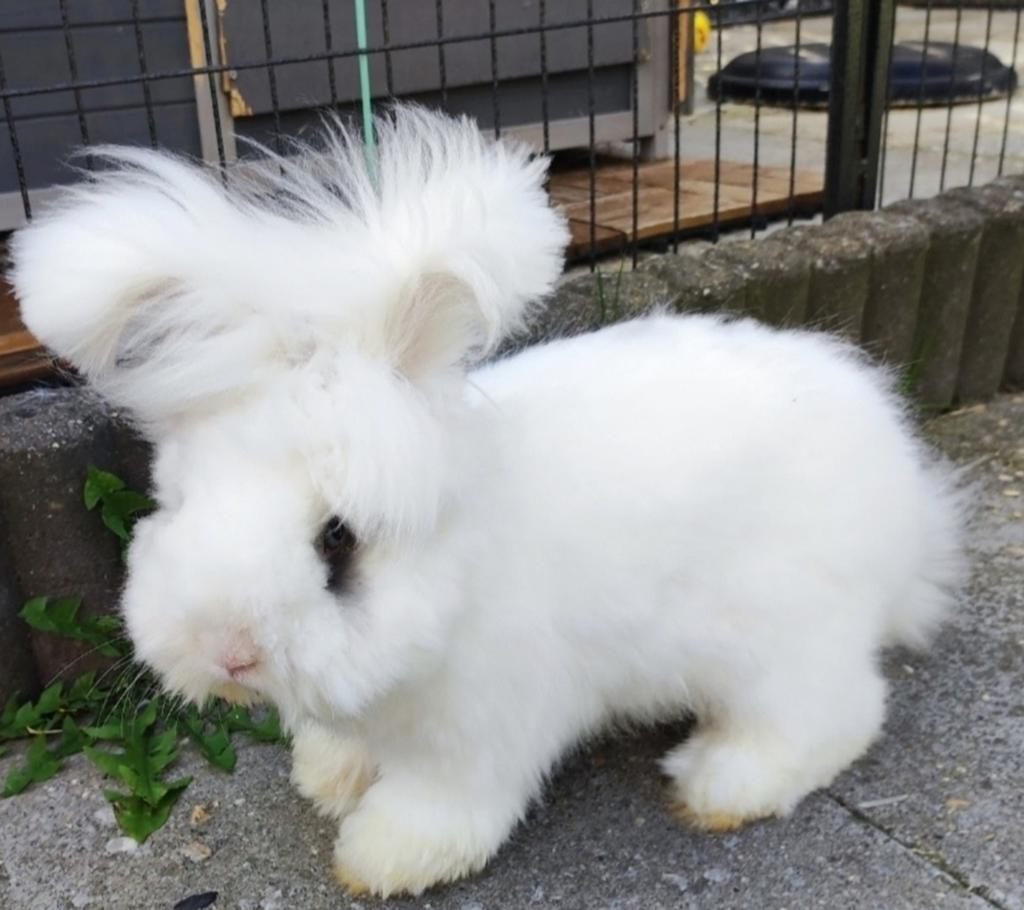 Ras zuivere Engelse Angora rammen., Mannelijk, Middelgroot