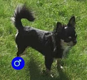 chihuahua reu met FCI stamboom, Dieren en Toebehoren, Honden | Chihuahua's en Gezelschapshonden, 6 jaar of ouder, Reu, Eén hond