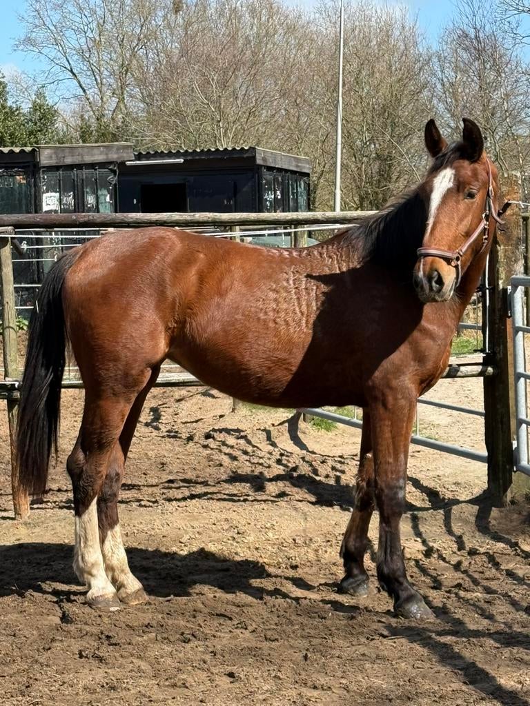 Lieve twee jarige merrie, Dieren en Toebehoren, Paarden, Merrie, Recreatiepaard