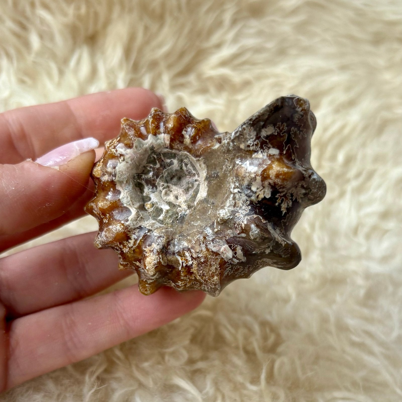 Ammoniet Fossiel - 6,5cm x 6cm x 4cm, Verzenden, Fossiel