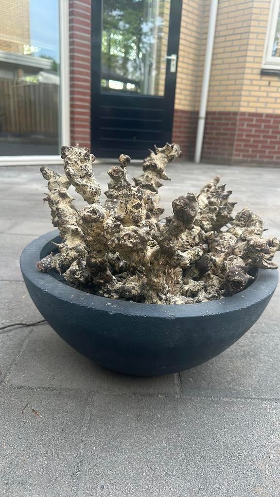 Vazen bloepoten met decoratie takken 4 stuks, Ophalen, Zo goed als nieuw, Overige kleuren, Glas