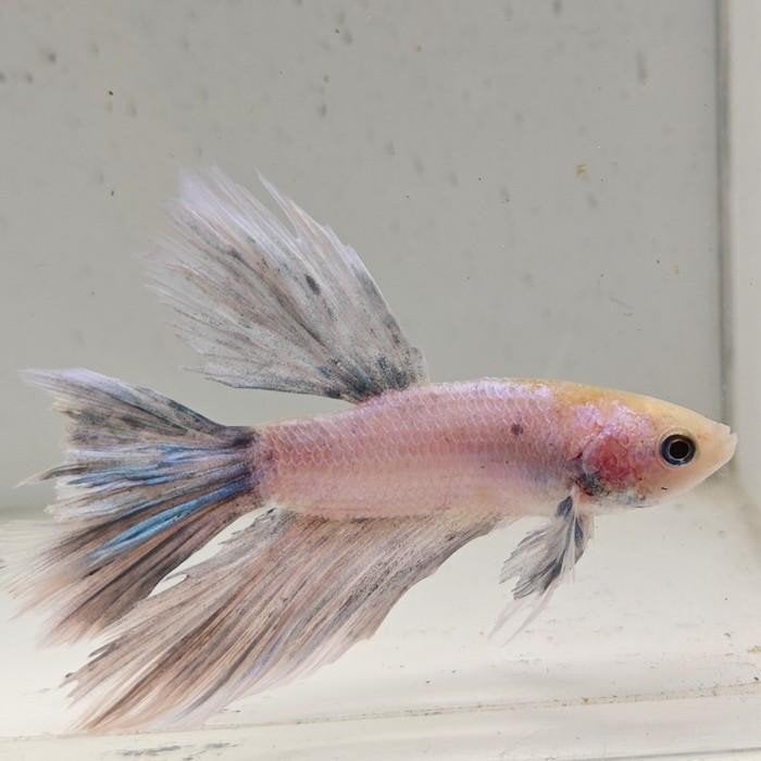 betta splendens man 21, Vis
