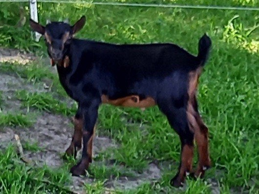 Black&tan bok CAE en CL-vrij, Dieren en Toebehoren, Schapen, Geiten en Varkens, Mannelijk, Geit, 0 tot 2 jaar