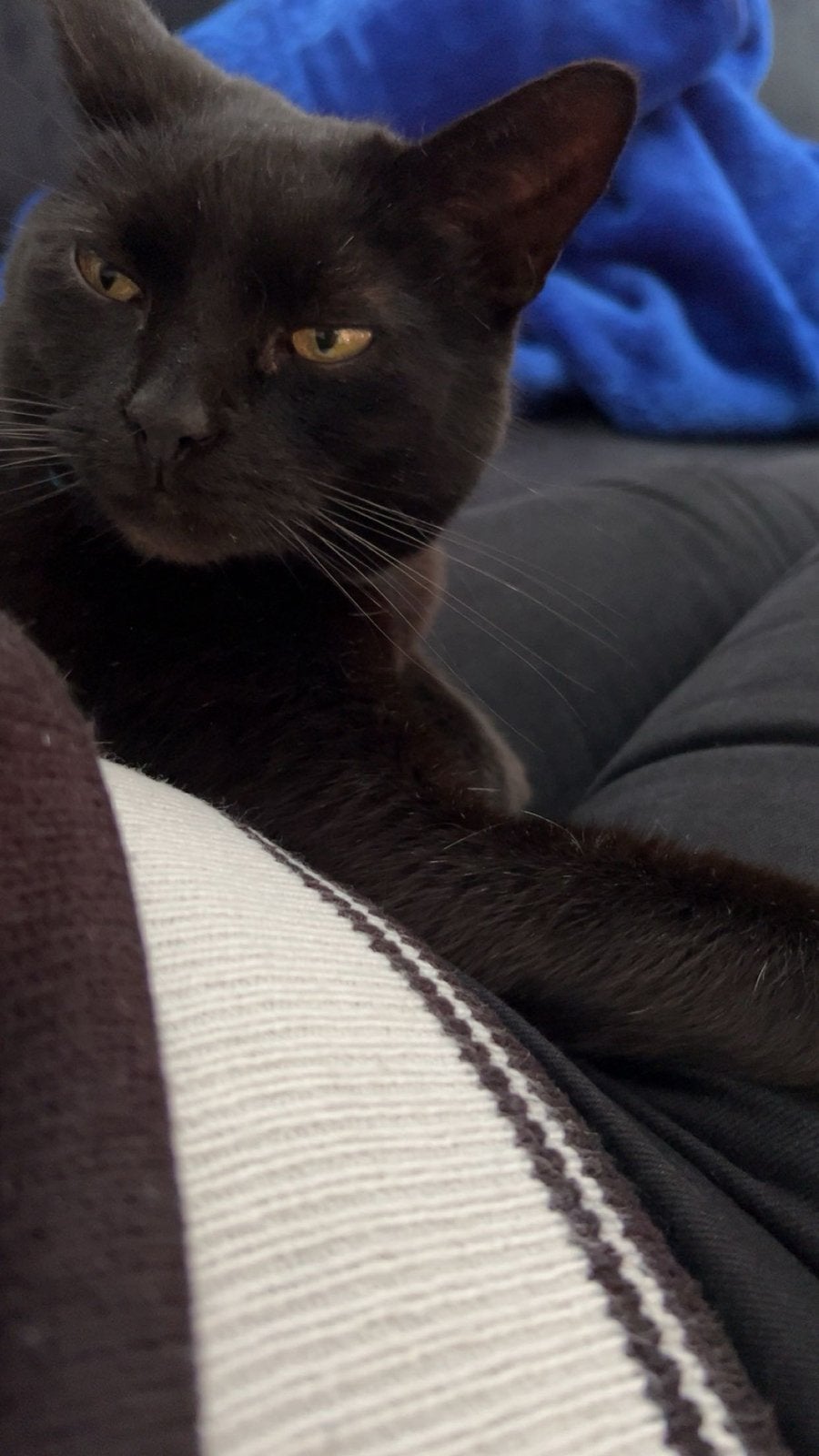 Zwart europees korthaar 11 jaar, Kater, 6 jaar of ouder