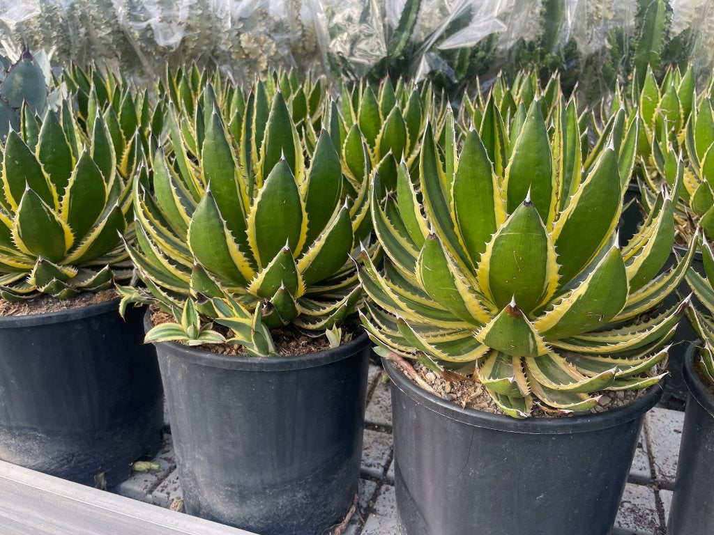 Agave Lophanta ‘Quadricolor potmaat 25cm., Ophalen of Verzenden, Minder dan 100 cm, Volle zon, In pot
