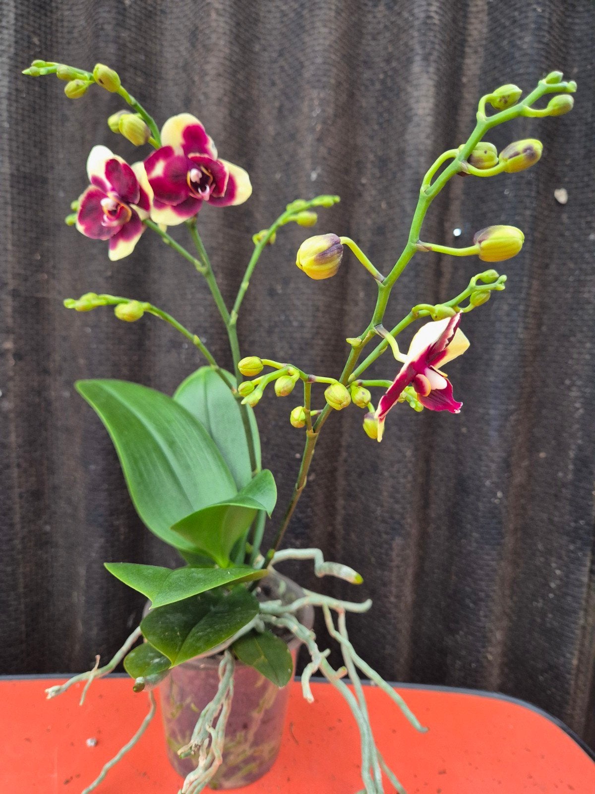 Orchidee Phalaenopsis Yellow Spotted p12 (1), Ophalen of Verzenden, Halfschaduw, Minder dan 100 cm