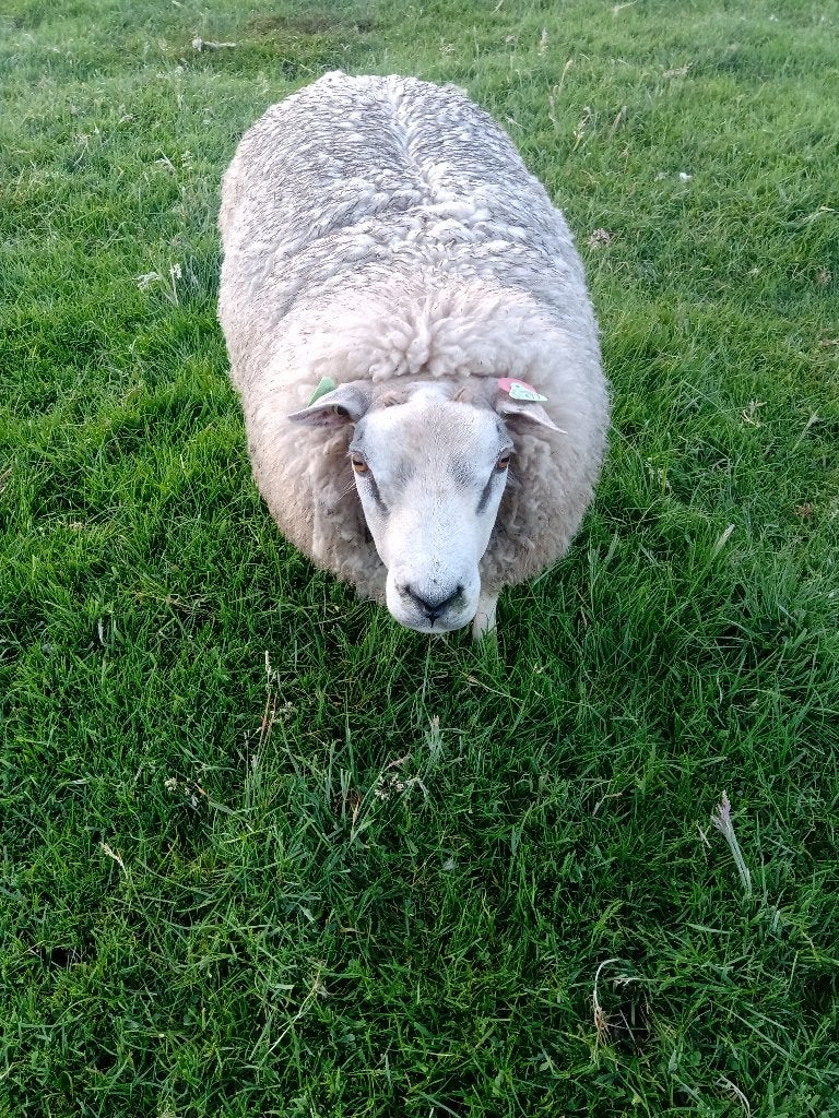 Dekram Texelaar, Mannelijk, Schaap