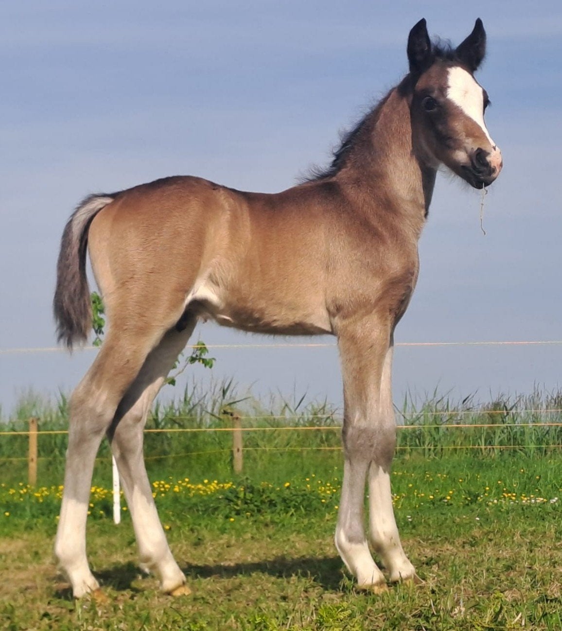 new forest hengstveulen, Hengst, Niet van toepassing, 0 tot 2 jaar