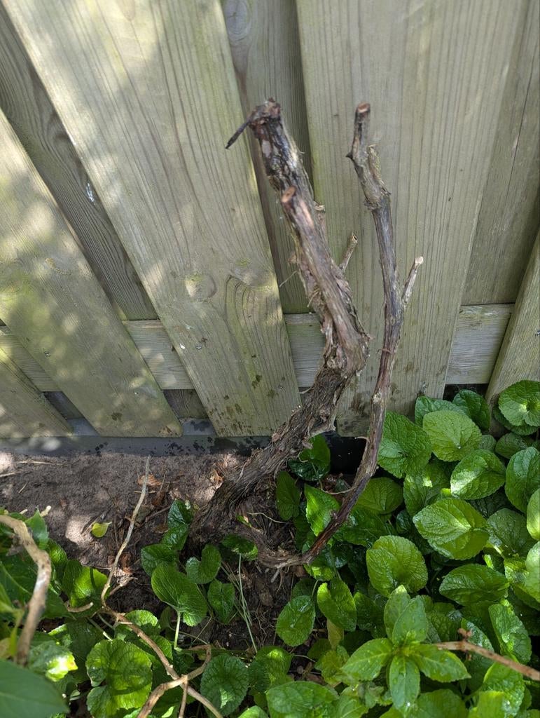 Twee druivenbomen: rode druif en onbekende soort, Tuin en Terras, Ophalen