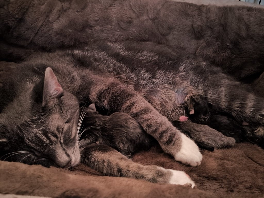 Lieve kittens zijn alvast op zoek naar hun gouden mandje, Meerdere dieren, Kortharig, 0 tot 2 jaar