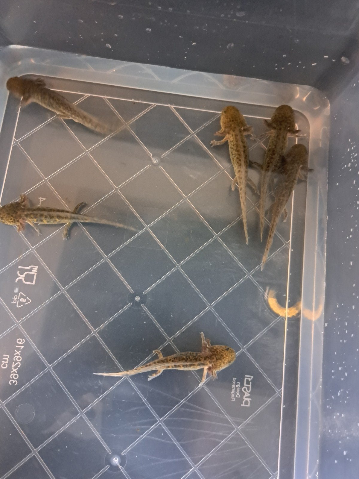 Aantal Axolotl baby's Wildtype, Slang, 0 tot 2 jaar