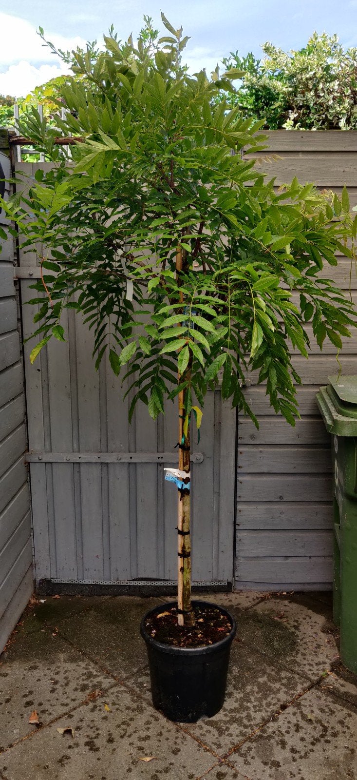 prachtige blauwe regen op stam (Issai) 170-180cm, Lente, 100 tot 250 cm, Volle zon, In pot