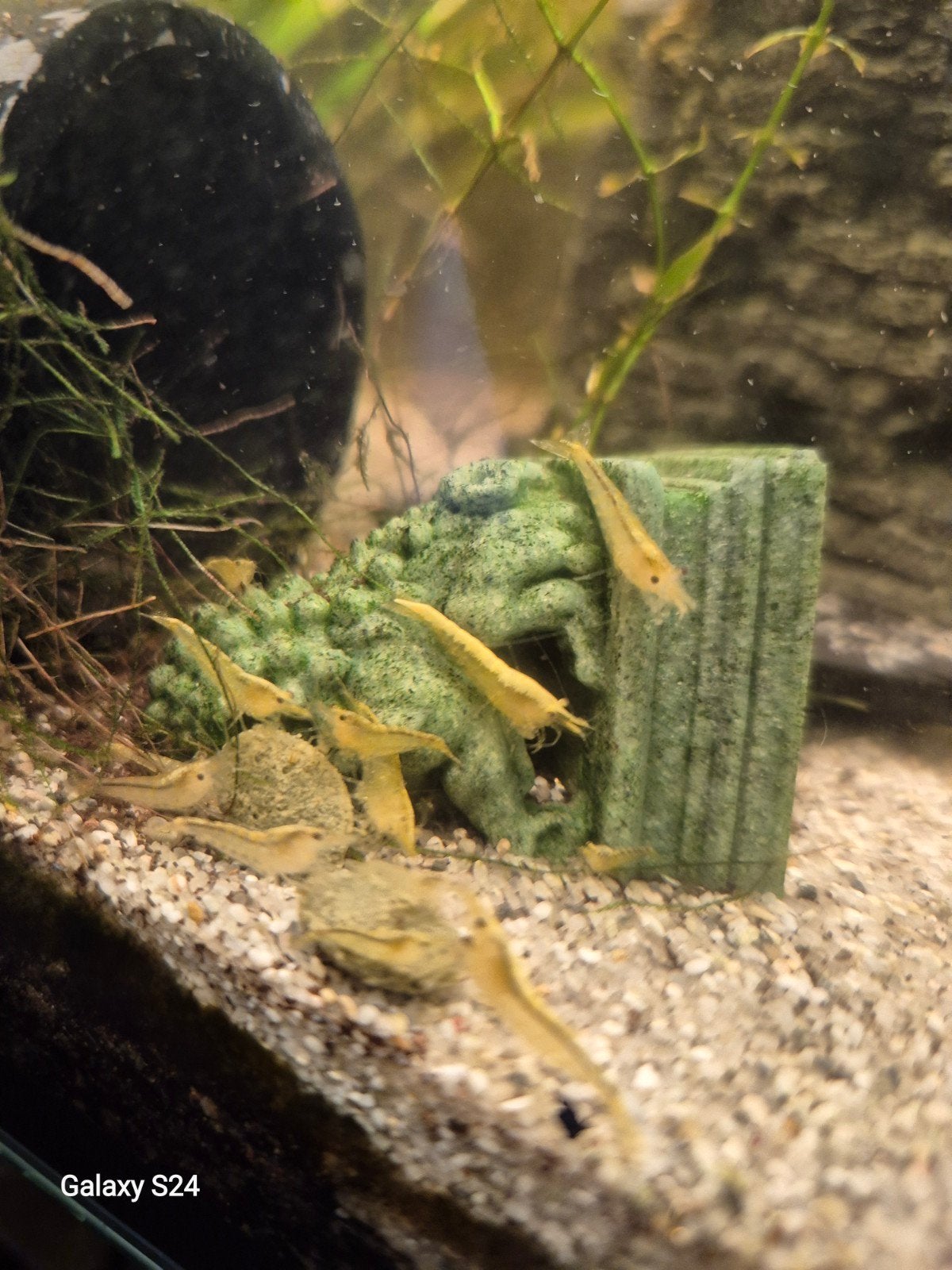 gele garnalen, Dieren en Toebehoren, Kreeft, Krab of Garnaal