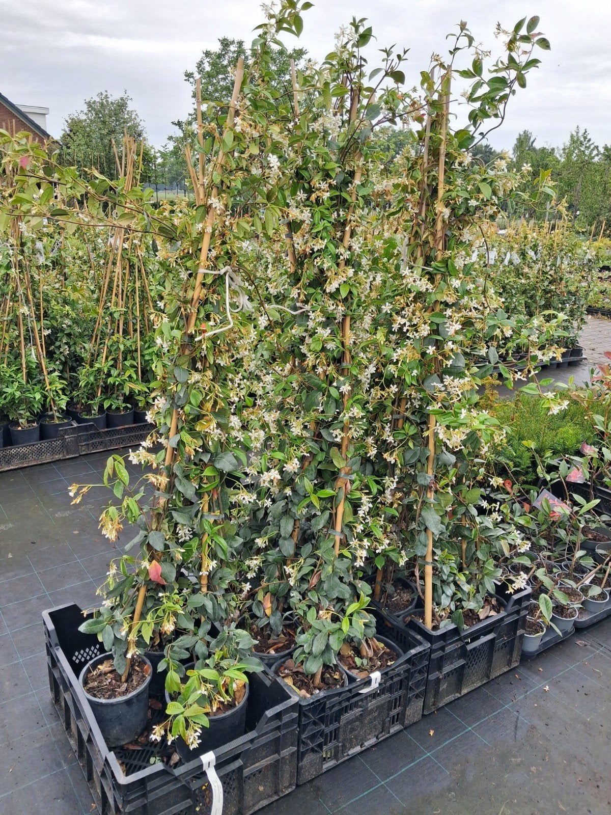 jasmijn (Trachelospermum jasminoides) - Geurende Klimpla, Volle zon, Vaste plant, Ophalen of Verzenden, Klimplanten