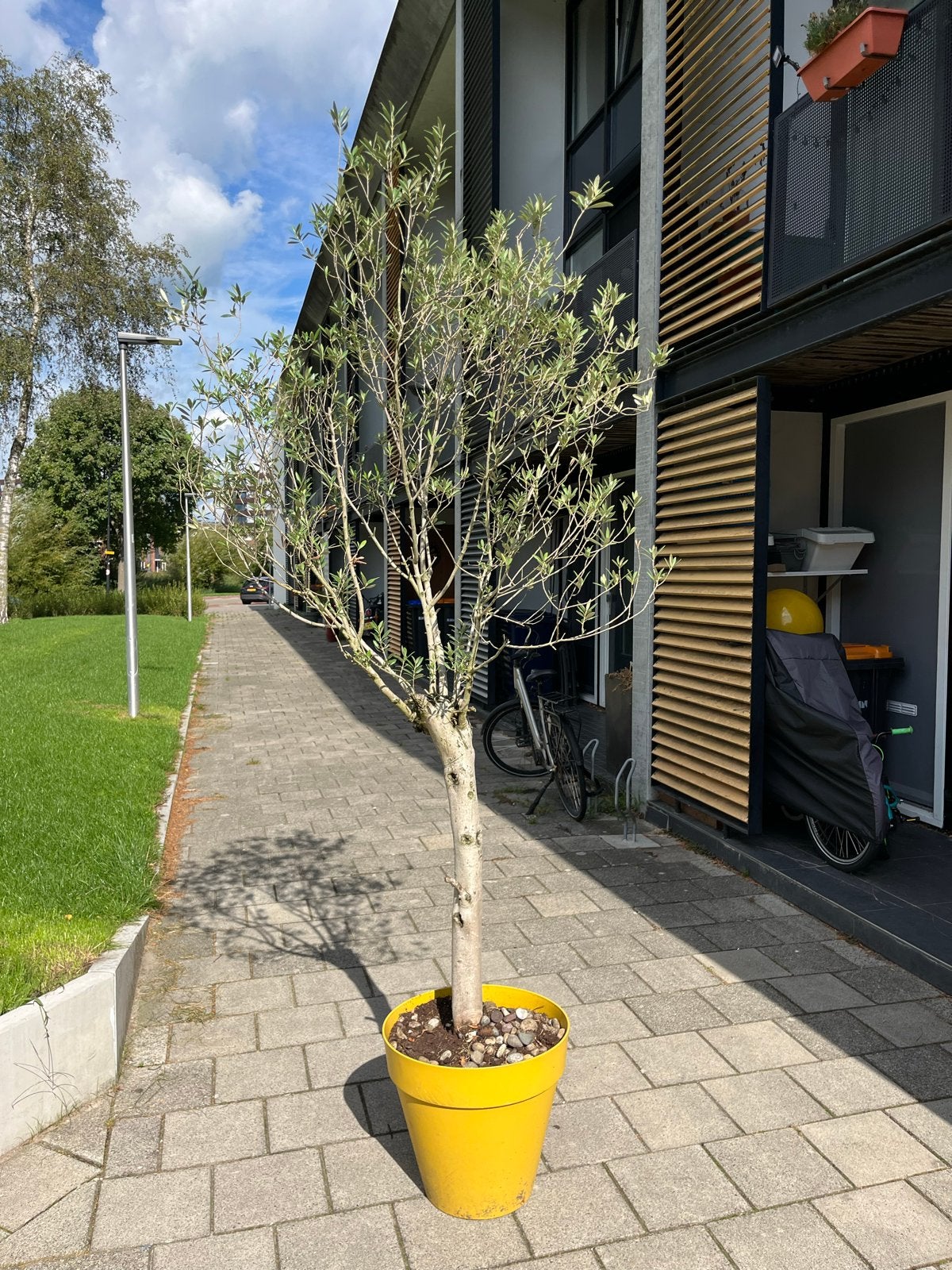Olijfboom 250cm hoog, 10cm stamomtrek, vol in blad, Olijfboom, 250 tot 400 cm, Zomer, Ophalen