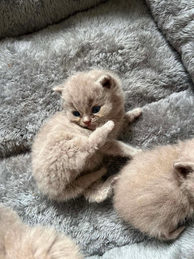 Britse Korthaar kittens lilac, Dieren en Toebehoren, Katten en Kittens | Overige Katten, Meerdere dieren