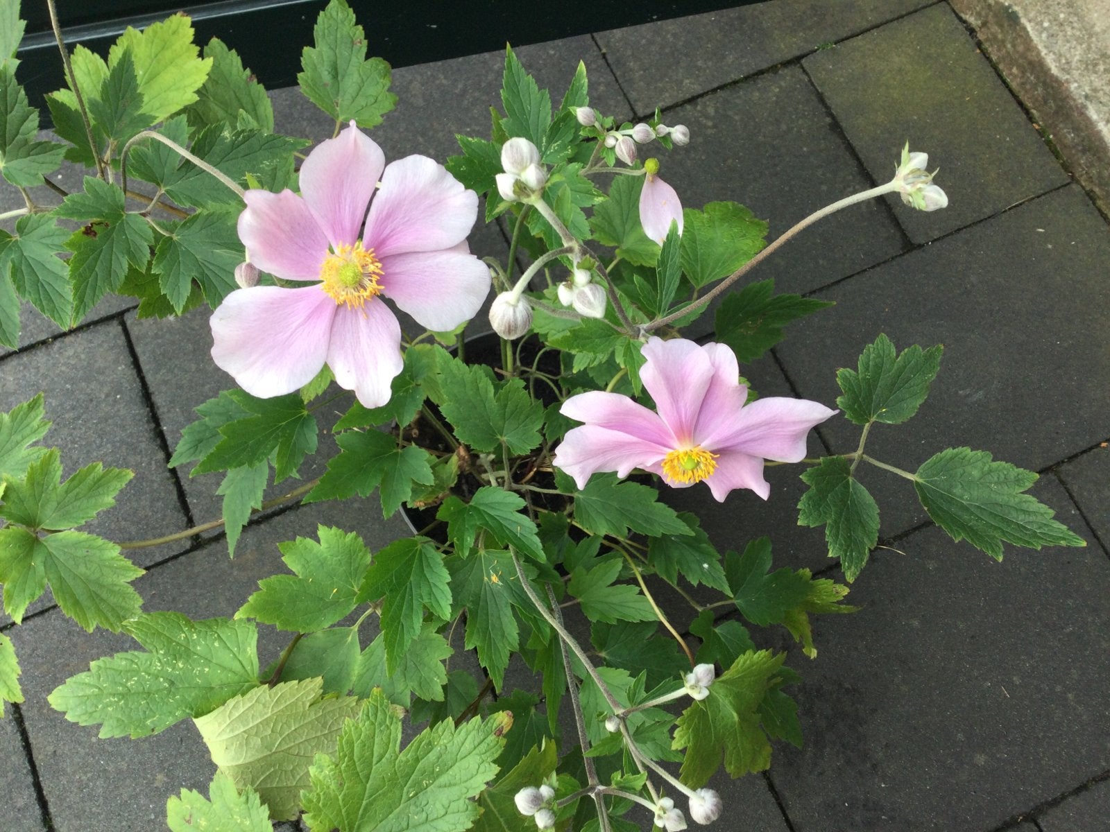 Tuinplanten Annemoon winterhard €4’50, Ophalen, Overige soorten, Halfschaduw