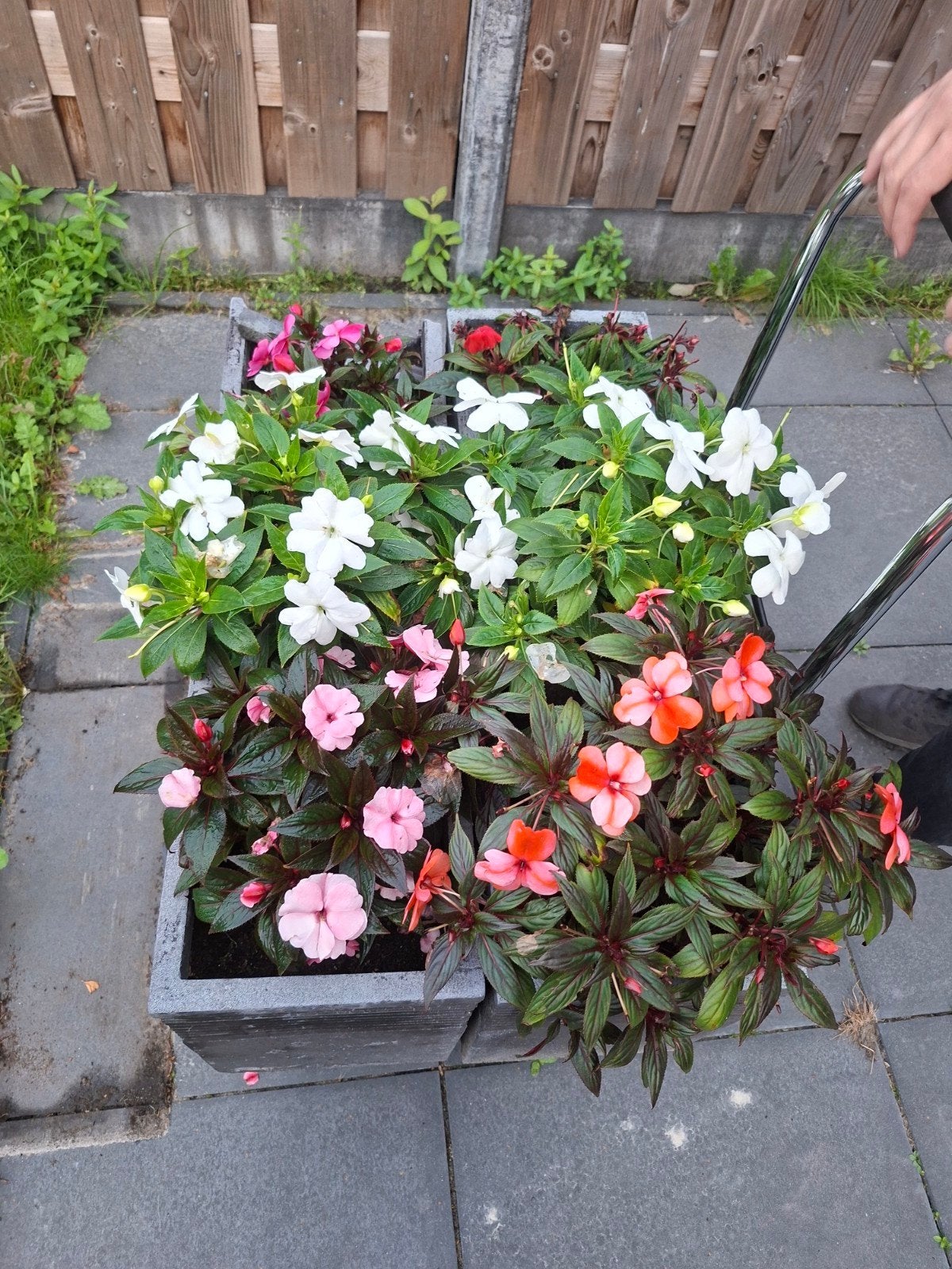 Betonnen plantenbakken met bloemen deze week ophalen!, Ophalen, Gebruikt, Balkon, Beton