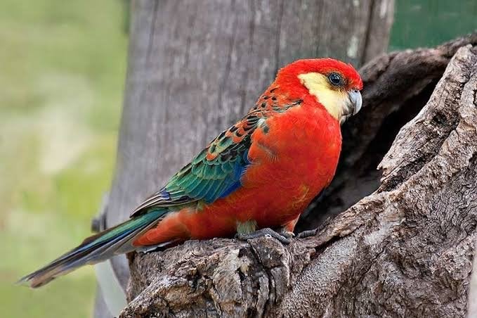 Gezocht koppel Stanley Rosella wildkleur, Dieren en Toebehoren, Vogels | Parkieten en Papegaaien, Meerdere dieren, Parkiet
