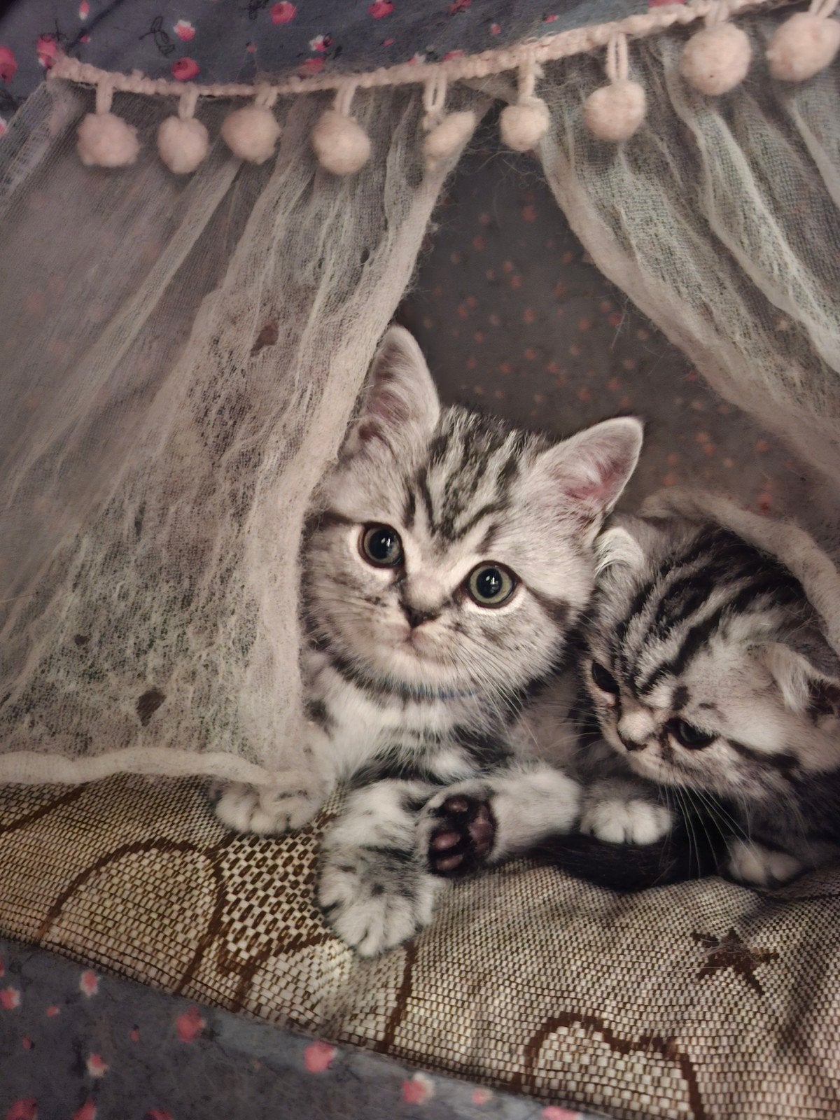 britse korthaar kitten met stamboom