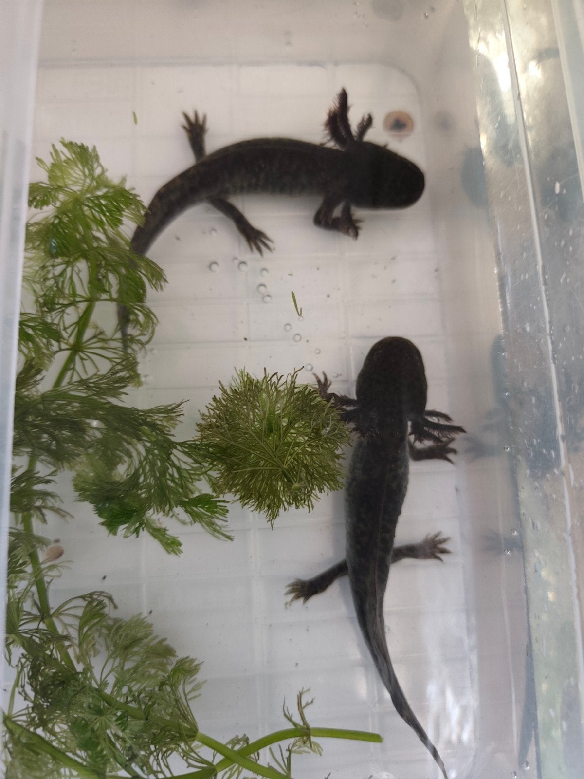 axolotl's, Vis