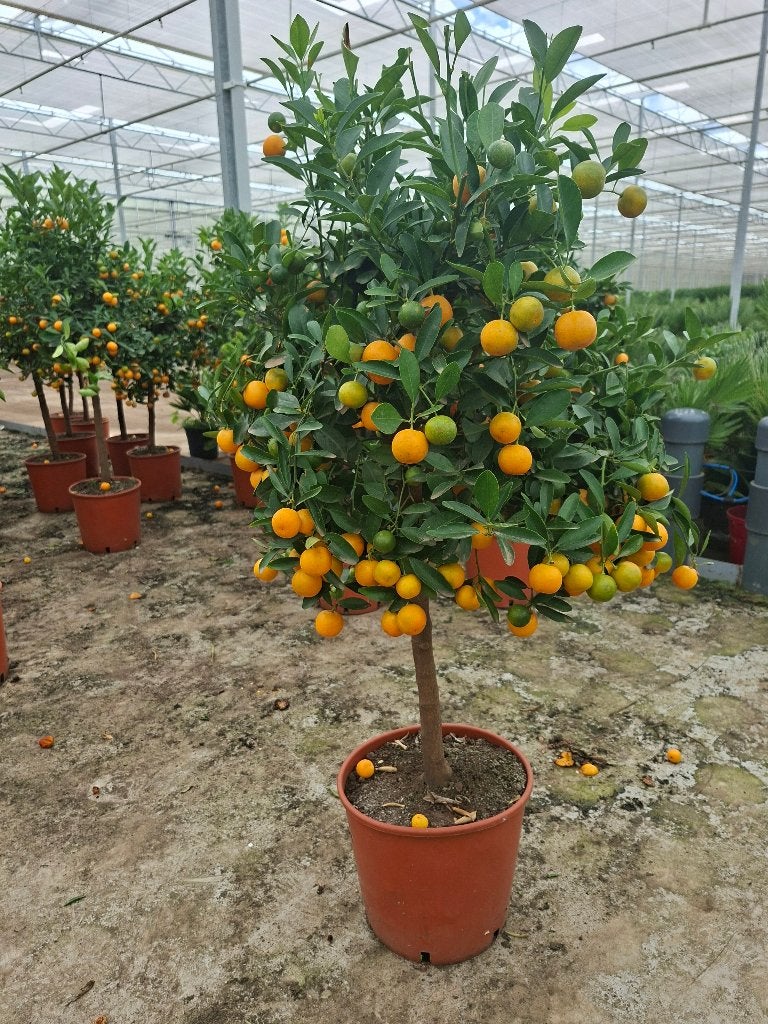 Citrus bomen Mega Groot  vol  VRUCHTEN !  uit Italie 69.00!!, Halfschaduw, Overige soorten, 100 tot 250 cm, Zomer