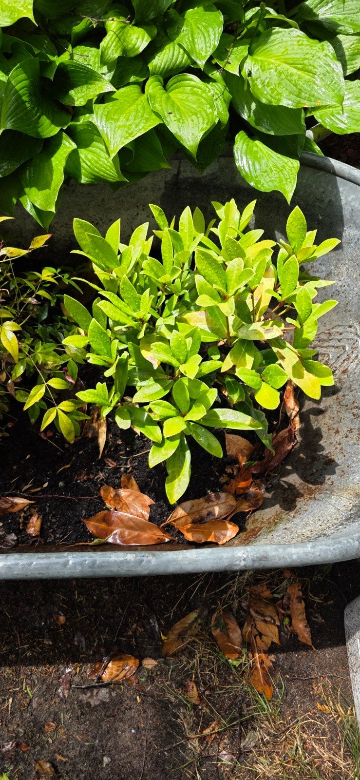 Skimmia Japonica - Compacte wintergroene struik, Tuin en Terras, Planten | Tuinplanten, Vaste plant, Halfschaduw, Lente, Ophalen