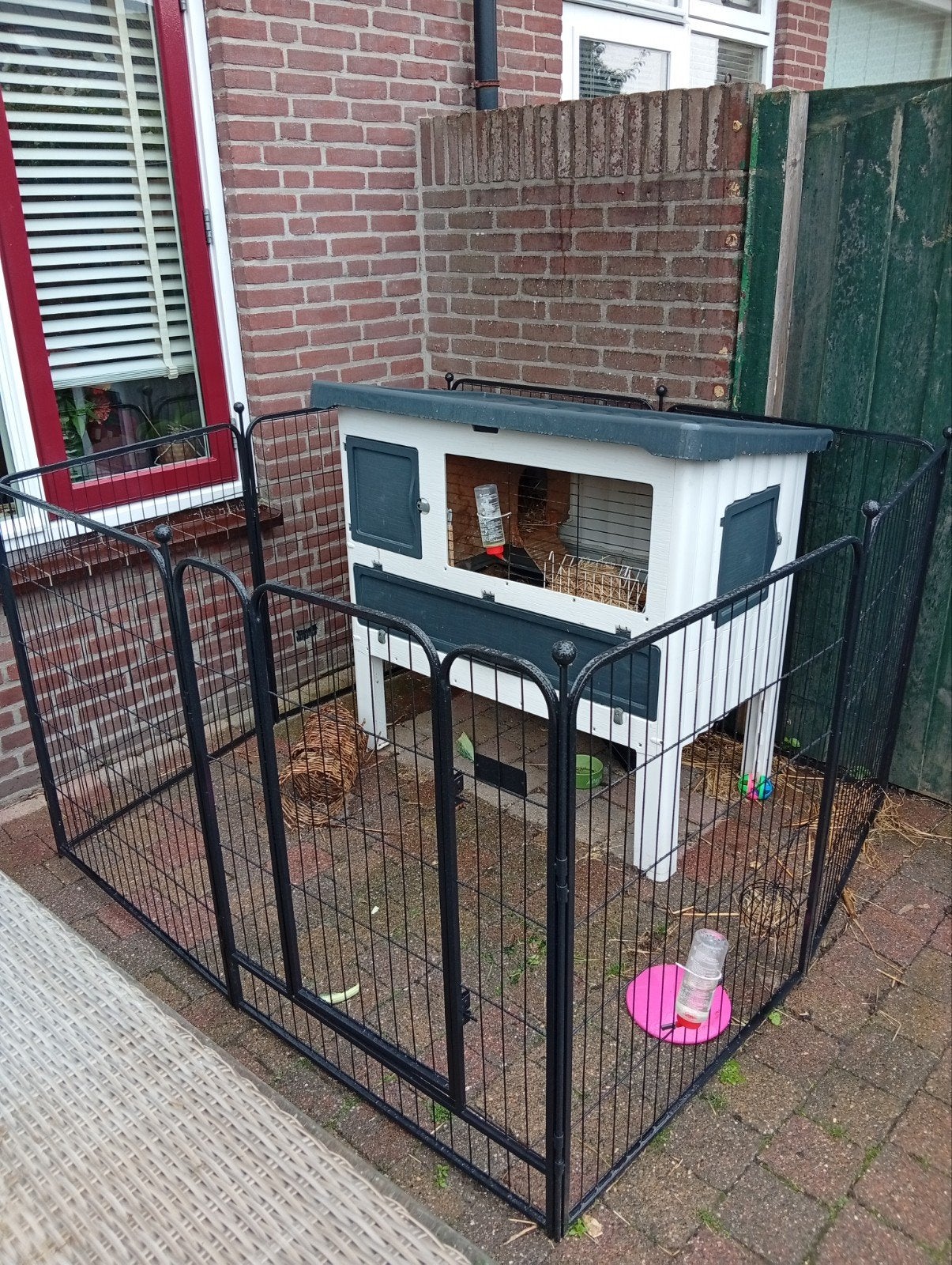 konijn zoekt een nieuw baasje, Mannelijk, Middelgroot, Hangoor, 0 tot 2 jaar