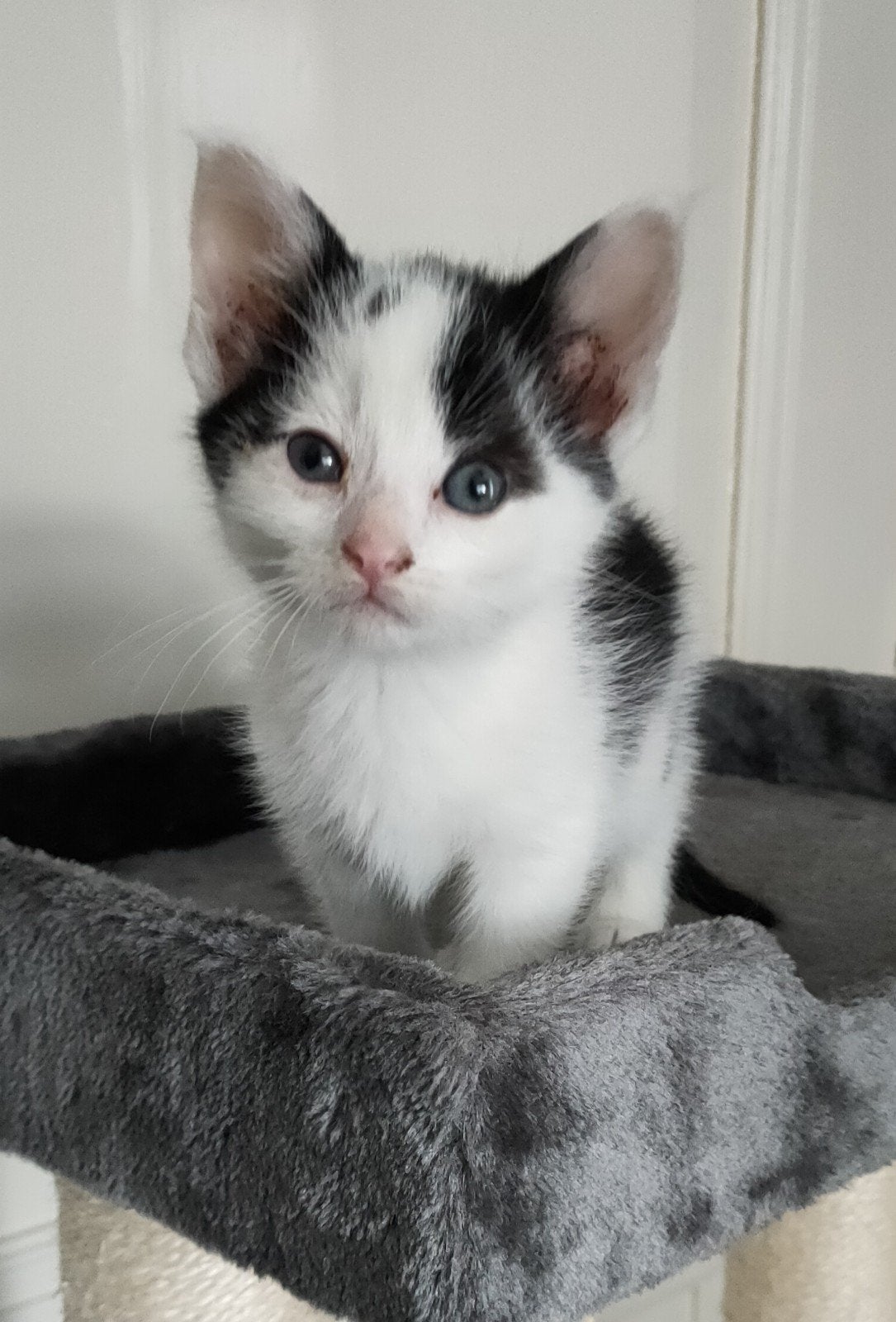 Lieve  kittens., Dieren en Toebehoren, Meerdere dieren