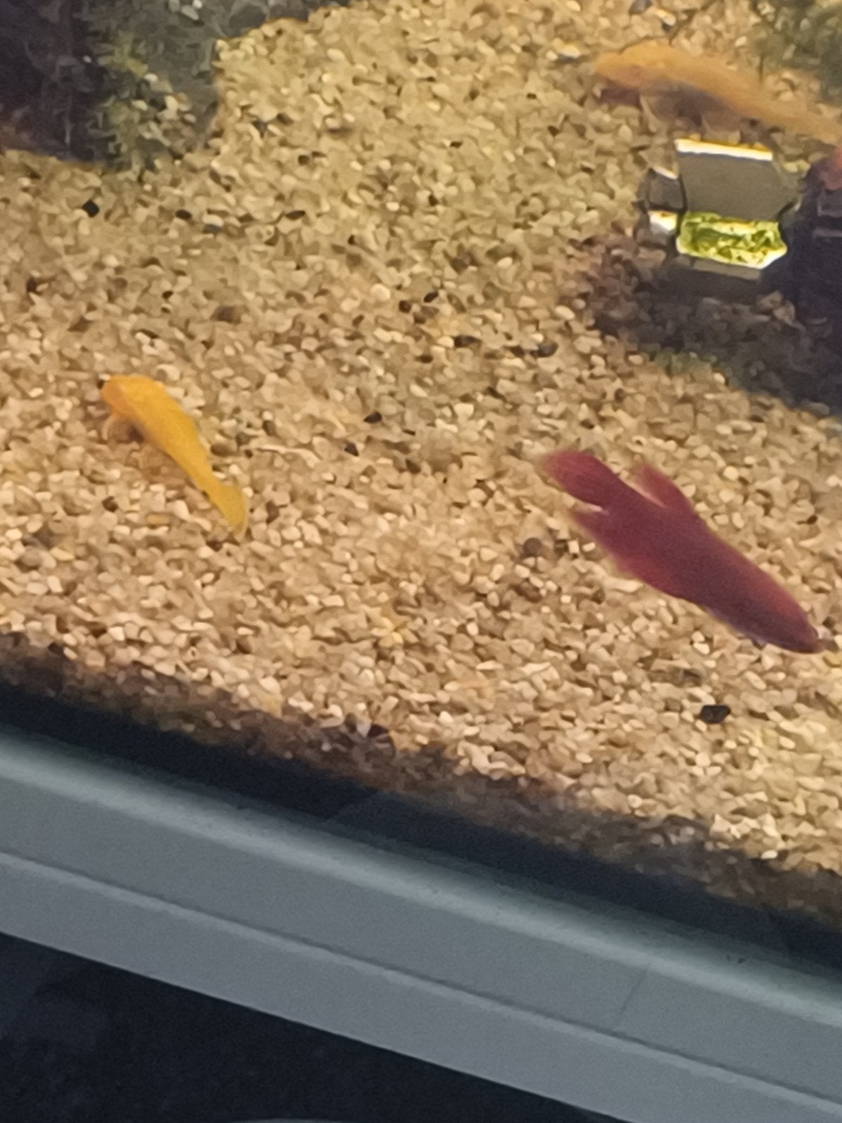 Tropische aquariumvissen te koop: neontetra's, guppy's, Endl, Vis