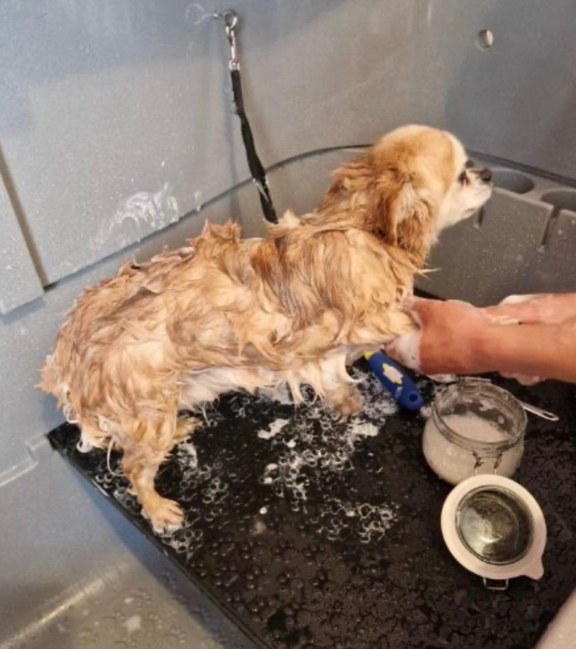 Trimcursus leer jouw eigen hond trimmen., Ophalen, Nieuw, Nvt, Nvt