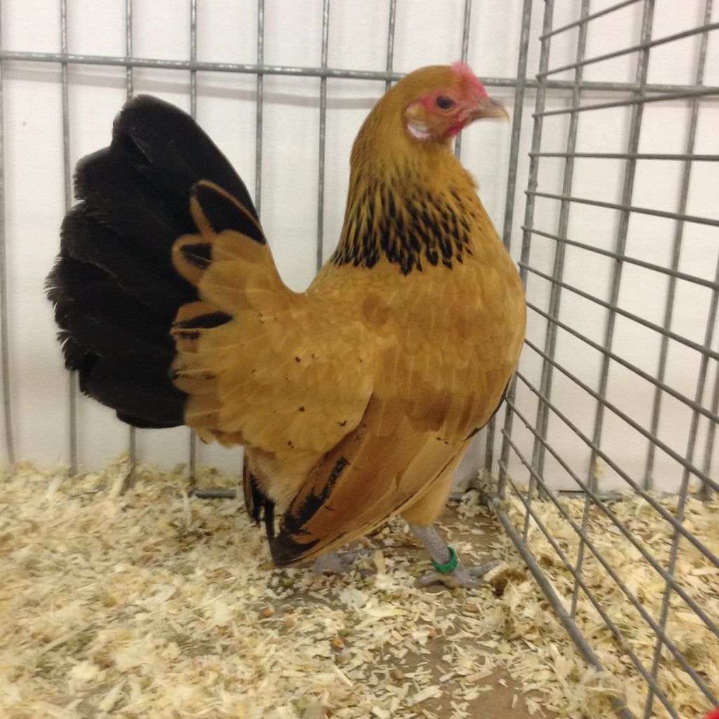 Te koop verse broedeieren van Hollandse Kriel buffcolumbia, Dieren en Toebehoren, Pluimvee, Geslacht onbekend, Kip