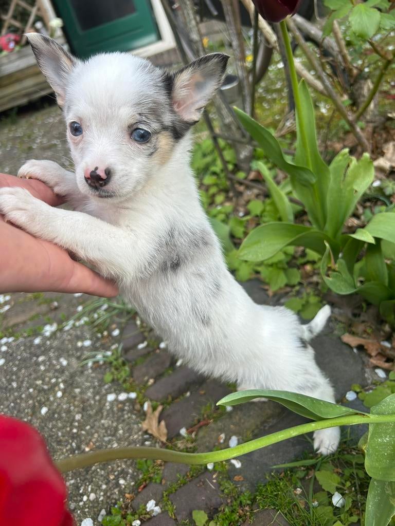 Pomchi pup 2 merle teefje 💕🐾  puppy pomeriaan x chihuahua, 8 tot 15 weken, Teef, Parvo, Eén hond
