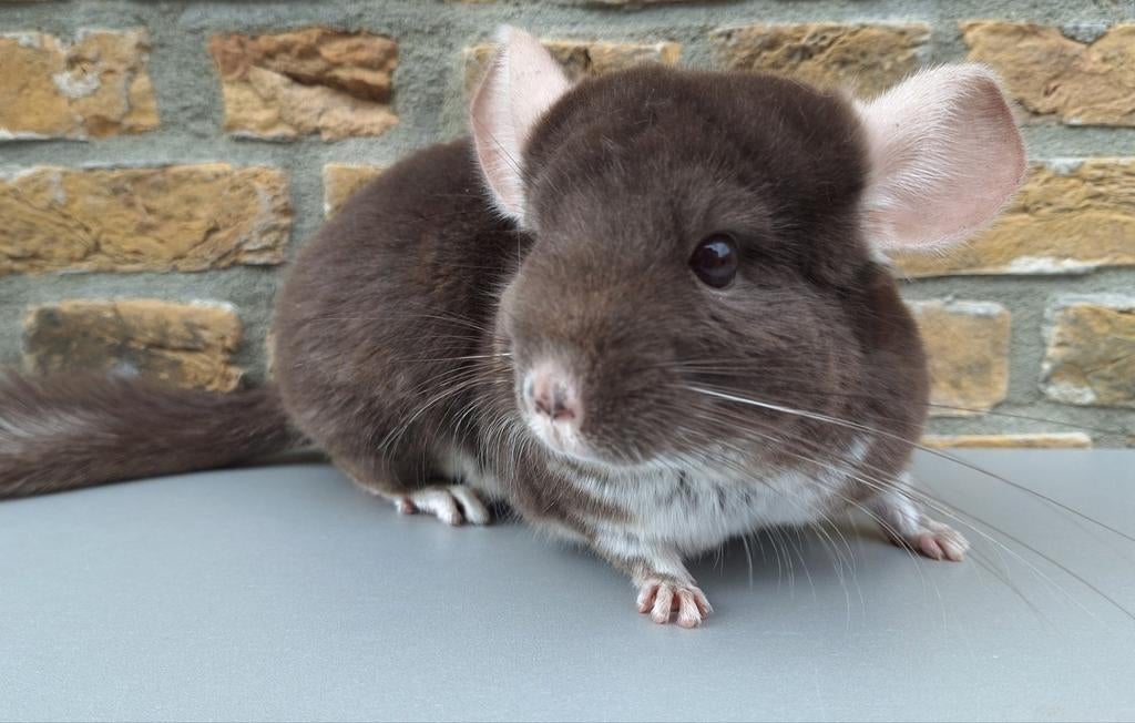 Chinchilla vrouwtjes Brown Pearl / Beige BPd, Dieren en Toebehoren, Chinchilla, Vrouwelijk, Tam, Oktober
