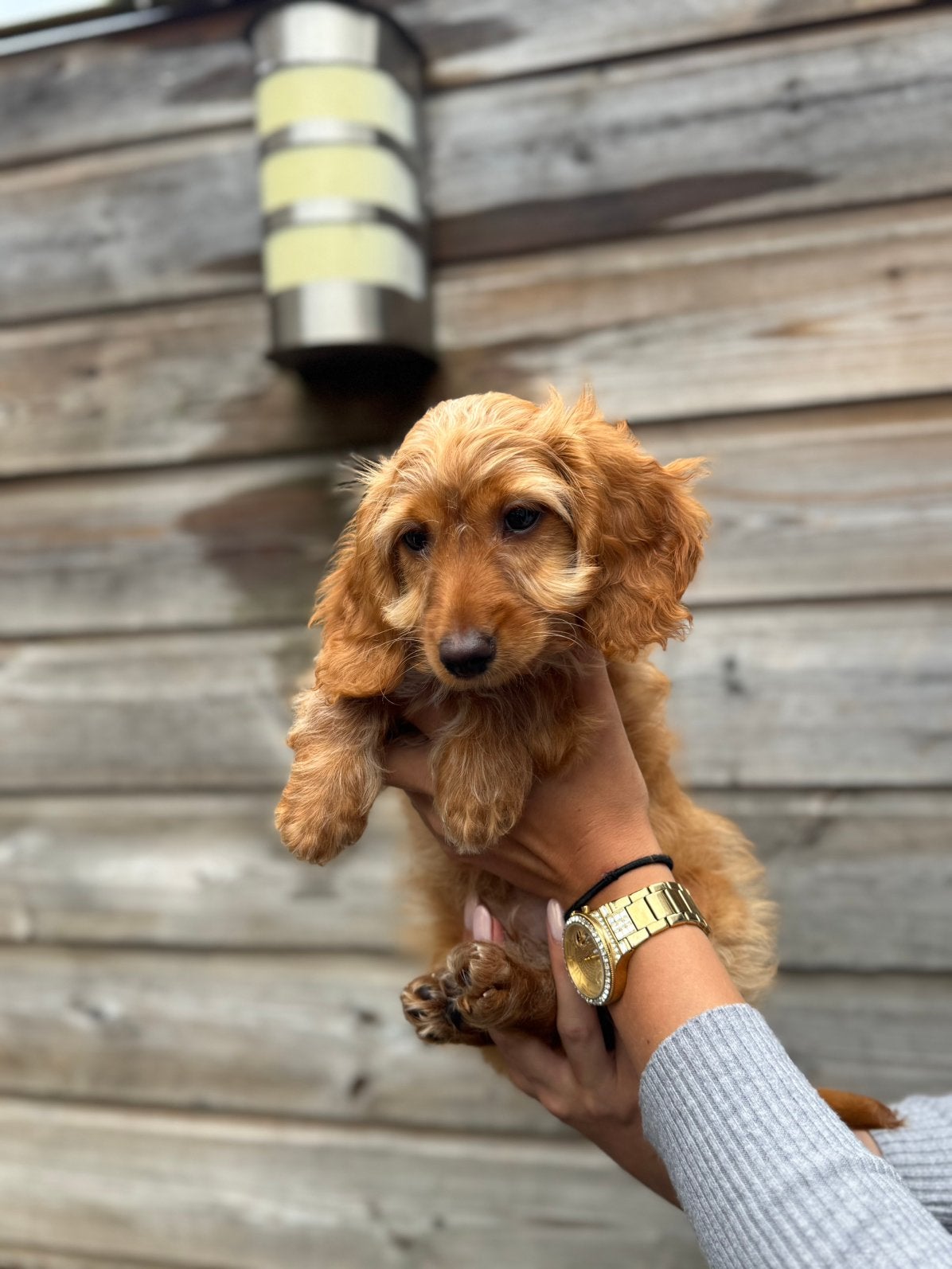 Lieve Cockapoo pup te koop – Reutje, HCC (leverziekte), 8 tot 15 weken, Eén hond, Nederland