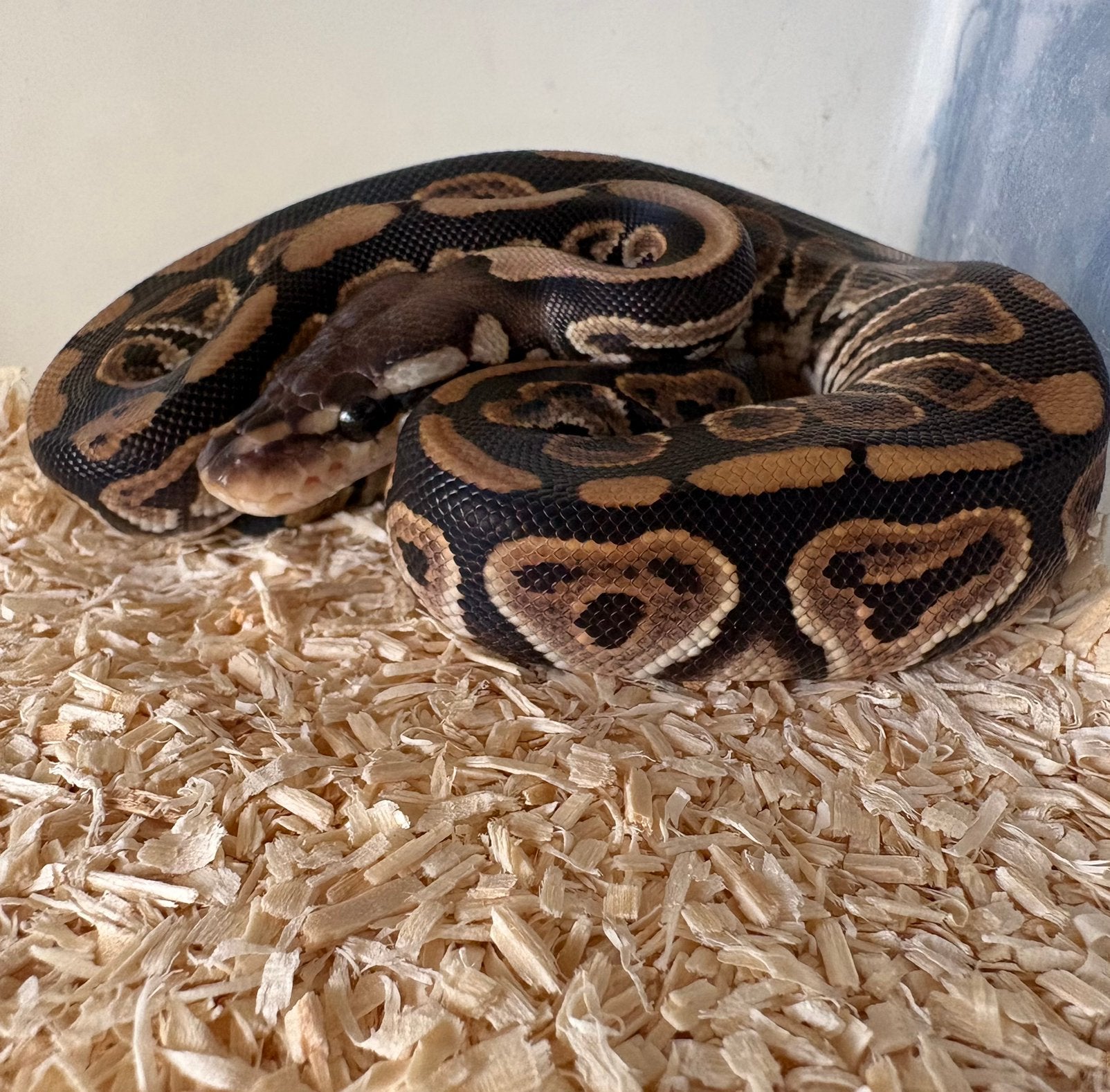 Black Pastel dh DG Clown vrouw Koningspython ballpython Ball Python photo 2