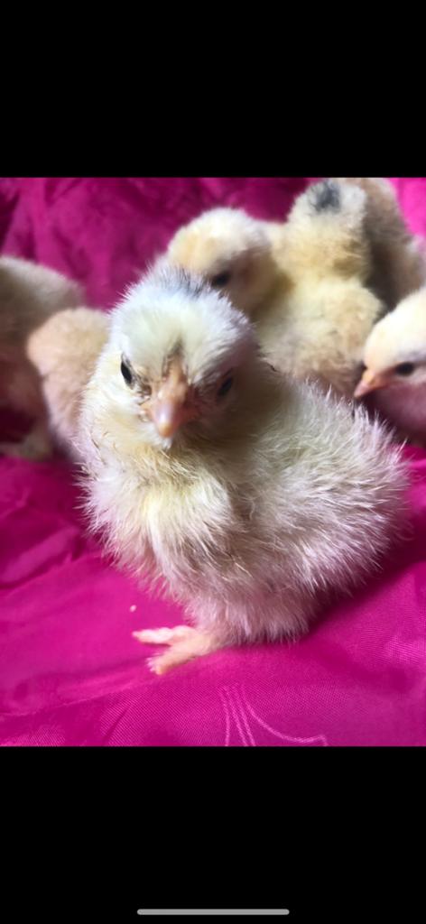 Zijdevederige cochin kriel, Dieren en Toebehoren, Pluimvee, Geslacht onbekend, Kip