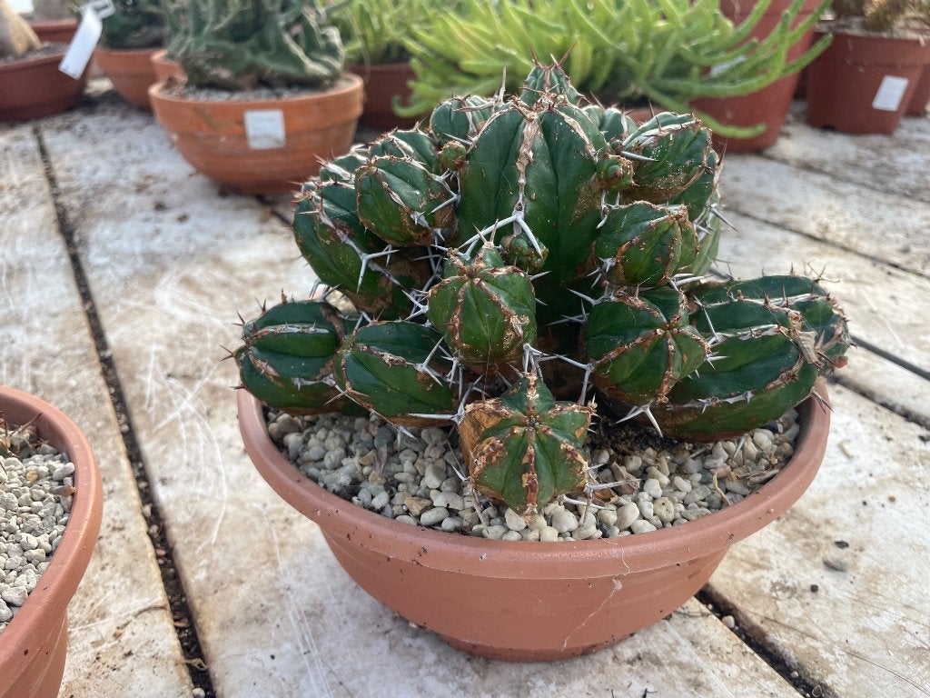 Cactus Euphorbia Echinus potmaat 21 en 27 cm schaal., Minder dan 100 cm, Bloeiende kamerplant, Halfschaduw, Ophalen of Verzenden