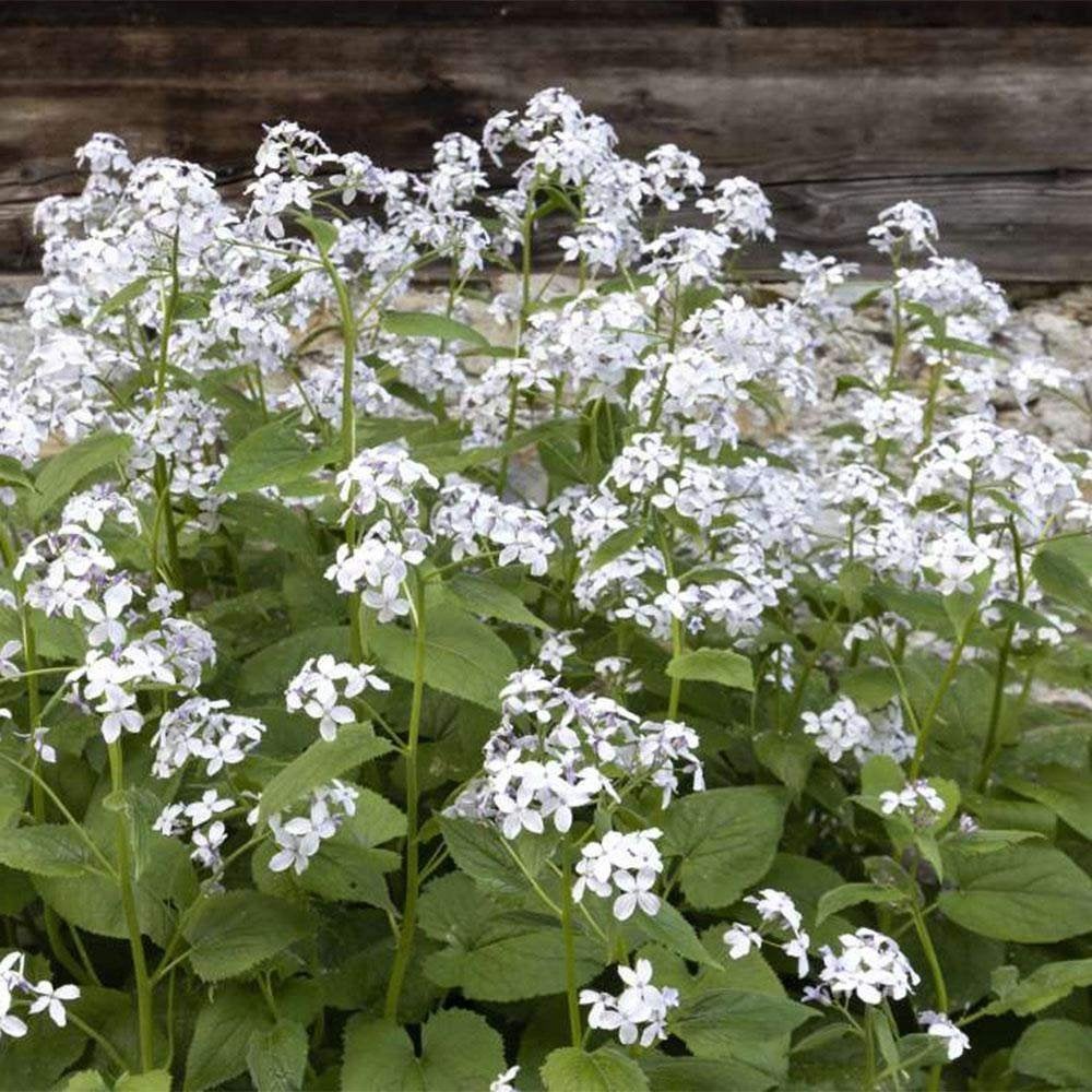 Zaden Lunaria annua alba, Tuin en Terras, Verzenden, Volle zon
