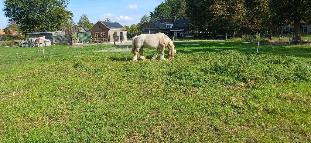 trekpaard te koop, Merrie, Met stamboom, Niet van toepassing, 7 tot 10 jaar