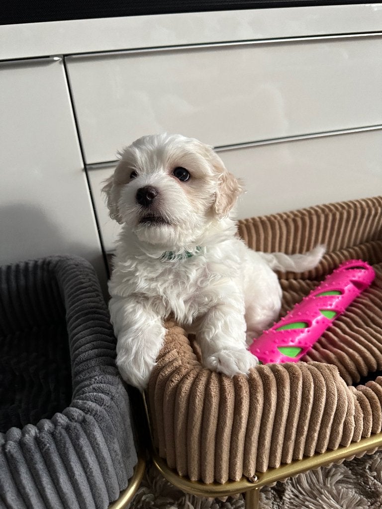 Maltipoo pups te koop. Nog een reutje beschikbaar., Overige rassen, 8 tot 15 weken, Meerdere, Meerdere dieren