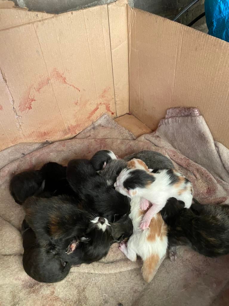 Kittens, Geslacht onbekend, Kortharig, 0 tot 2 jaar